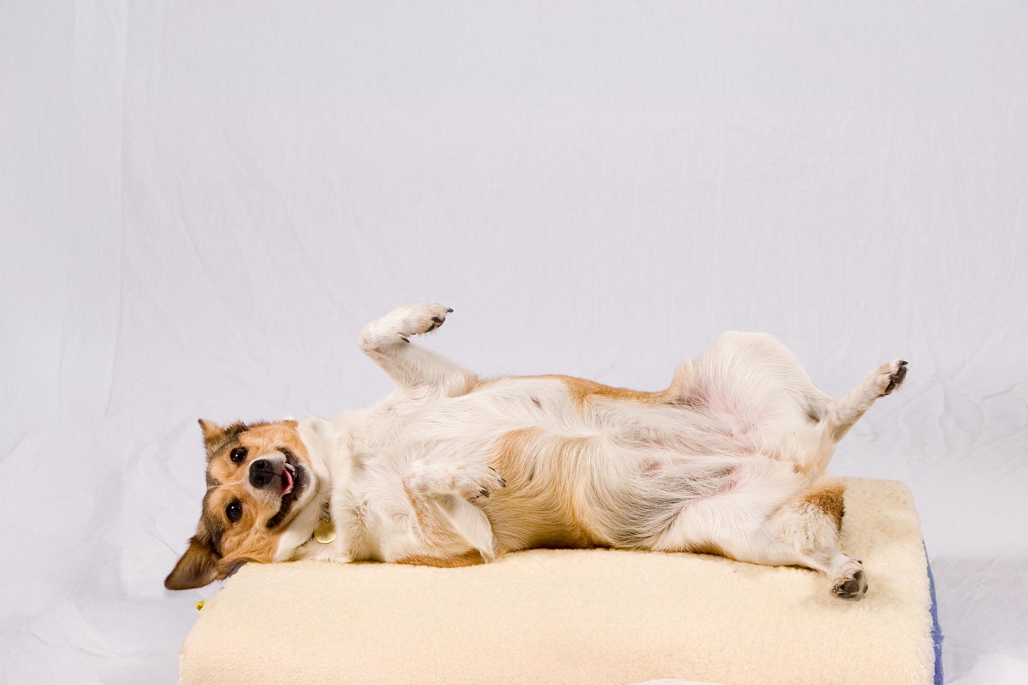 happy dog laying on table