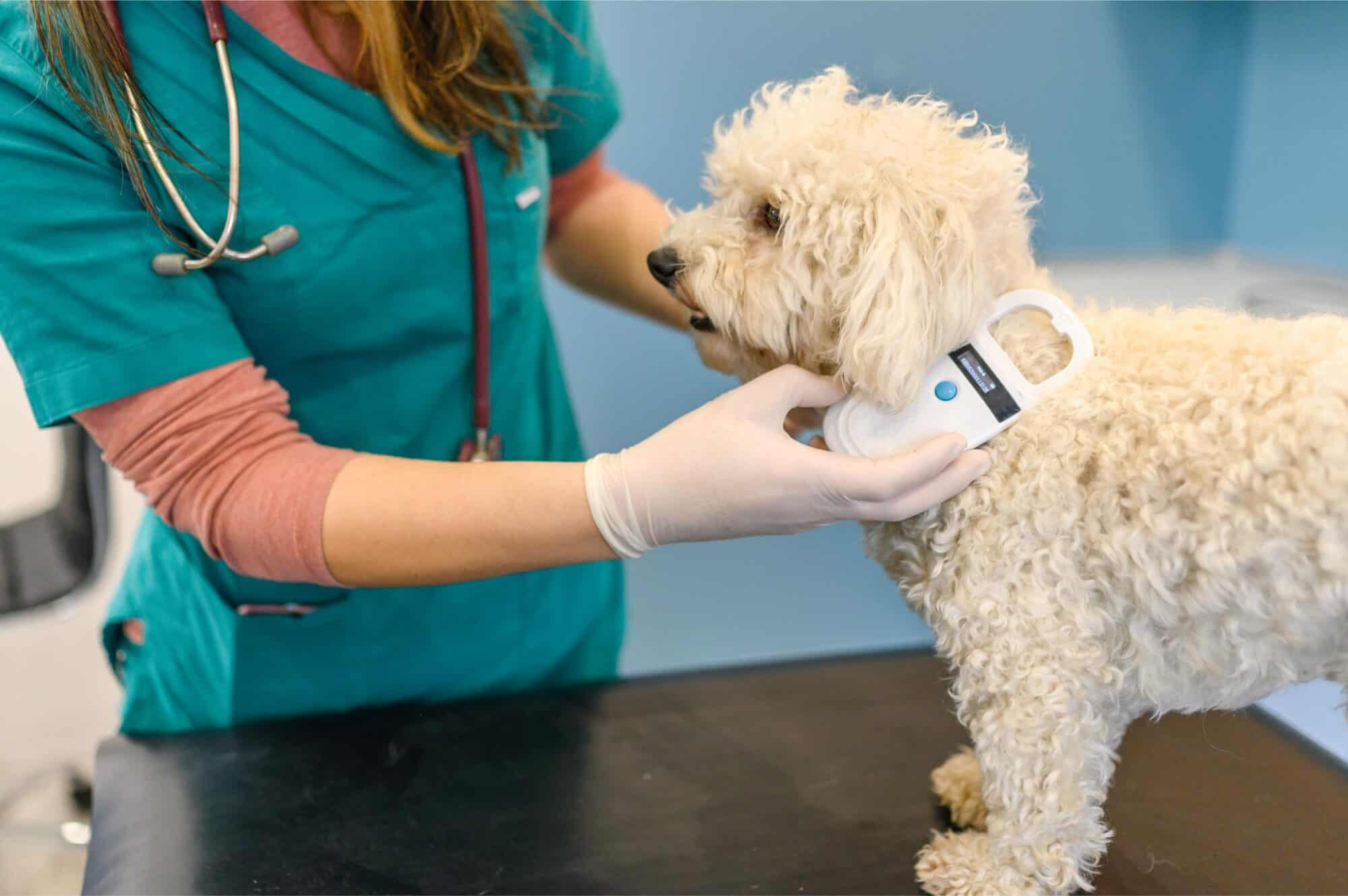 veterinarian scanning a dogs microchip.