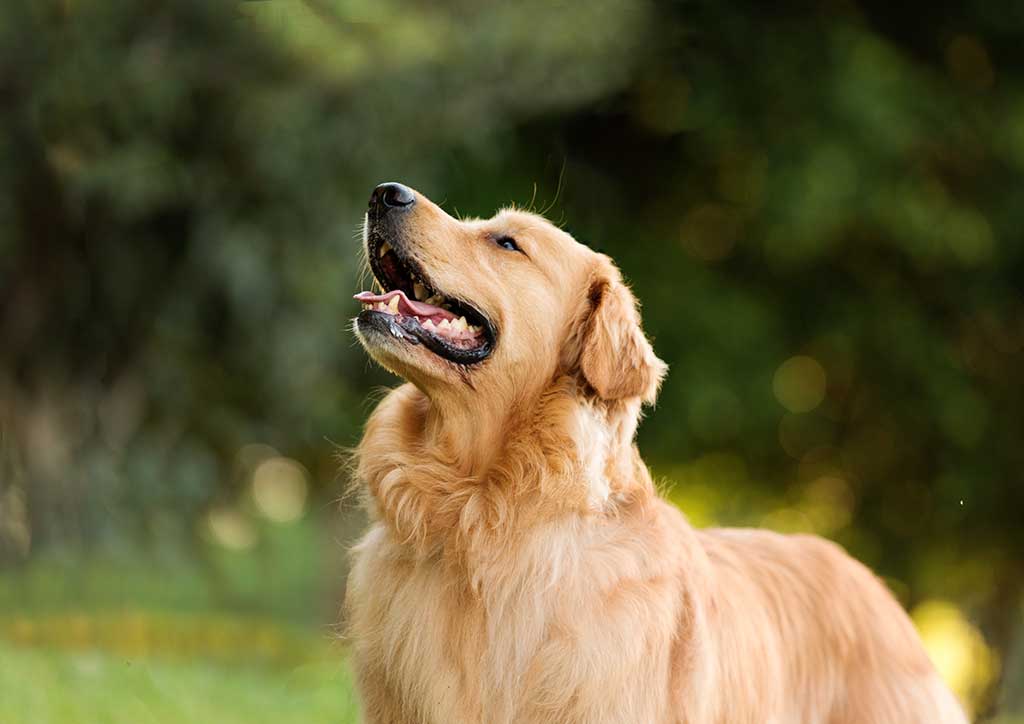 A golden retriever A golden retriever