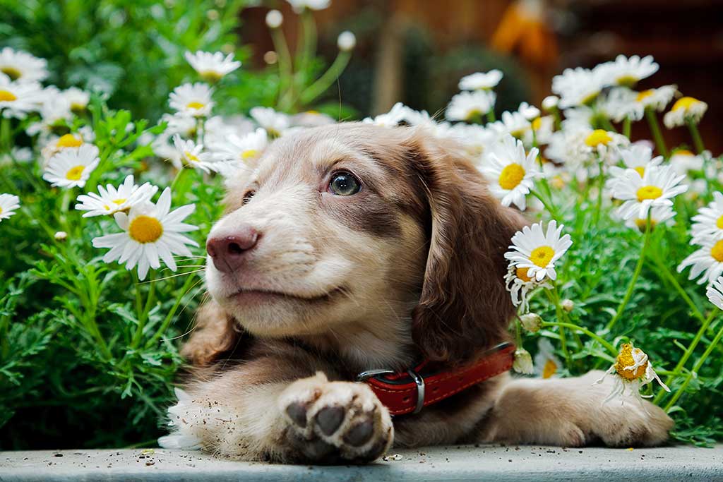 A puppy in a garden A puppy in a garden