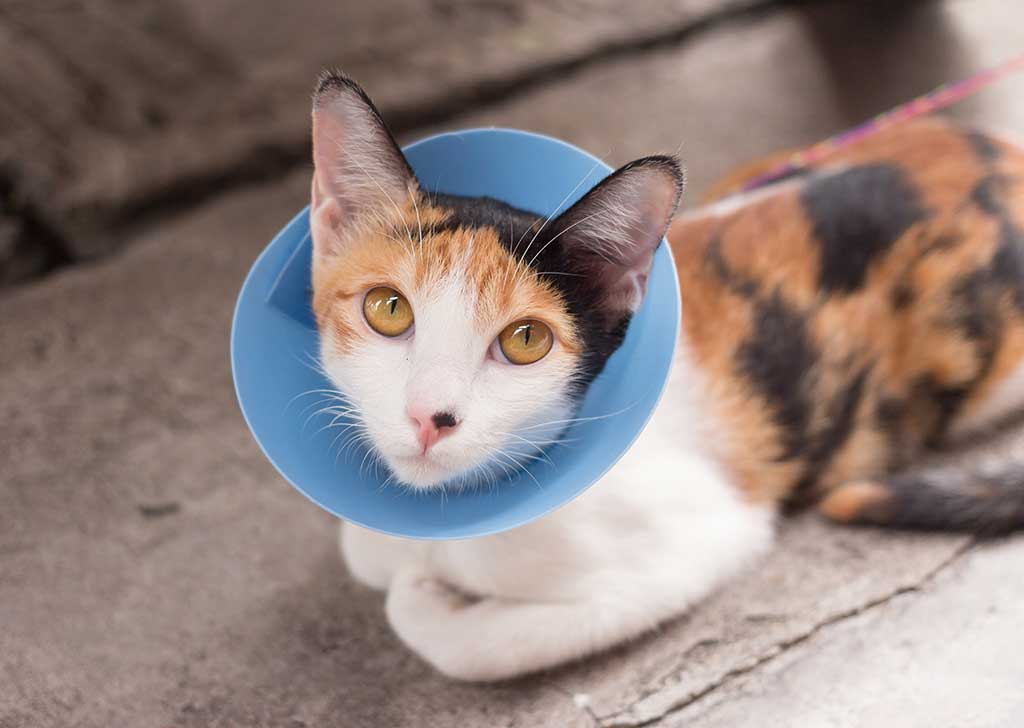 A cat wearing an e-collar A cat wearing an e-collar