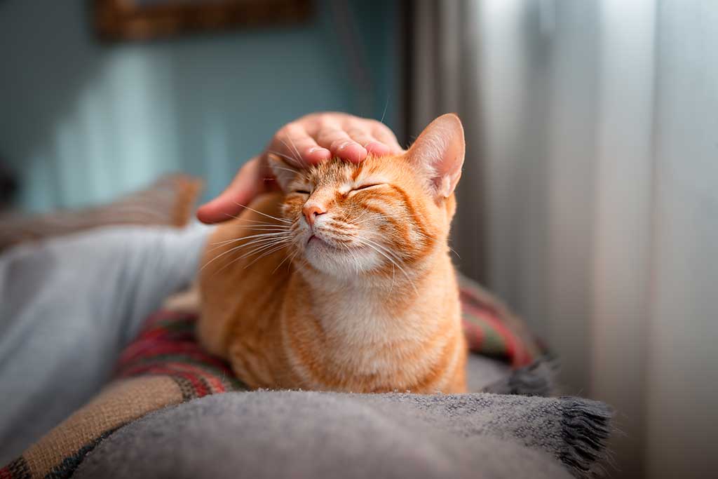 A cat being petted A cat being petted