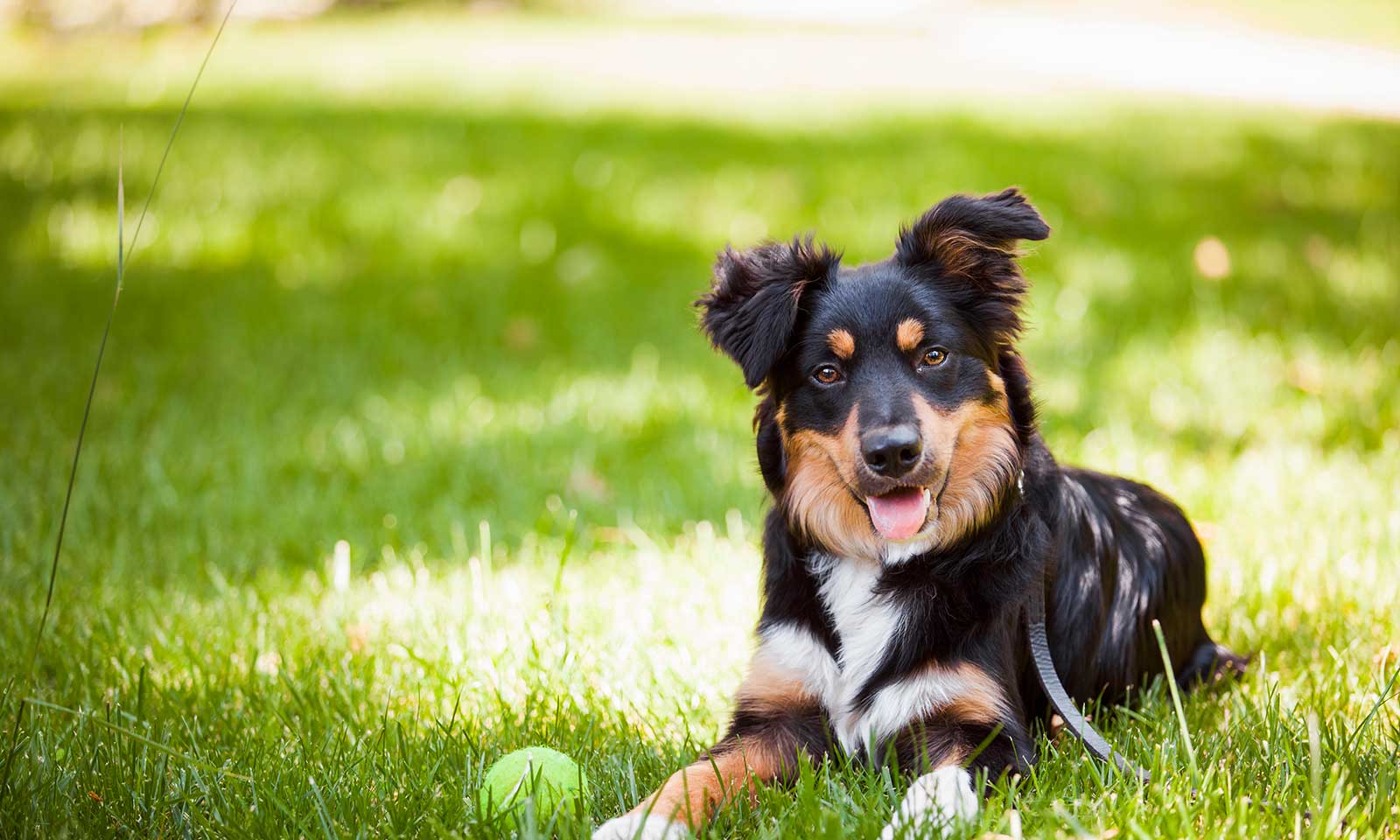 National Lost Pet Prevention Month: Why Microchipping is Critical 