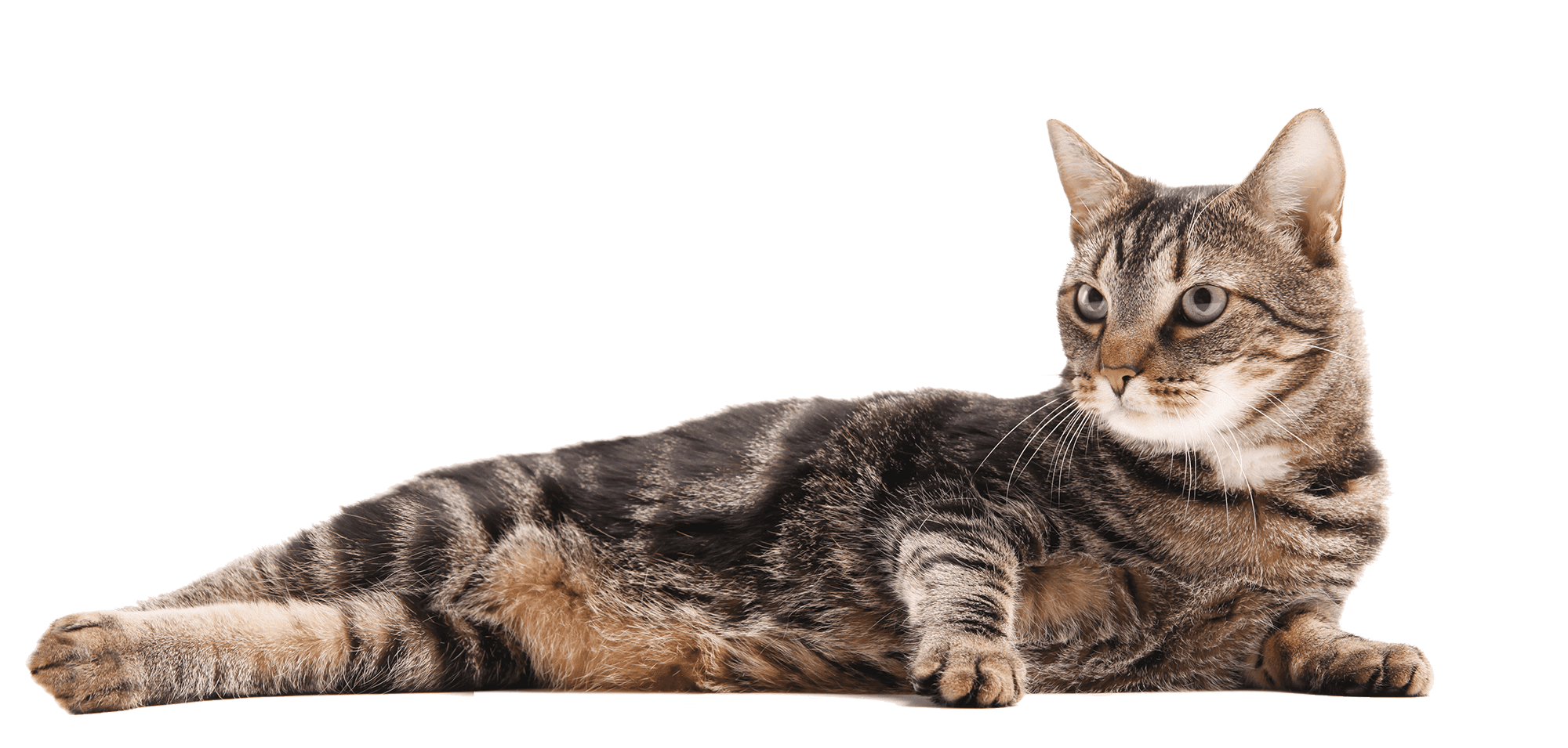 Cat laying down
